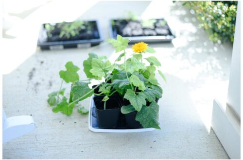Luffa and sunflower