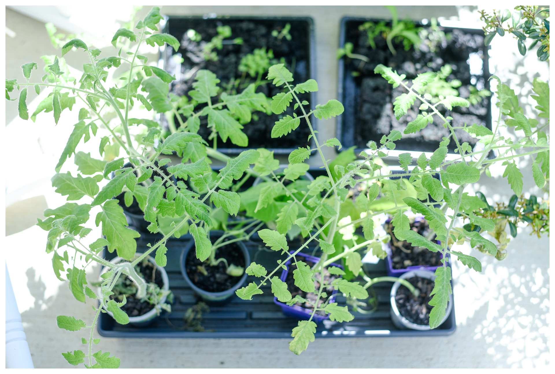 Tomato plants